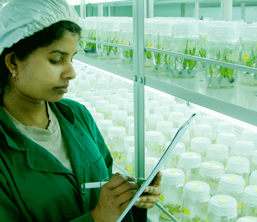 Hayleys Agro Biotech