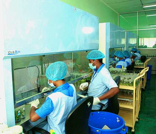 Our Facilities Plant Tissue Culture Laboratories Sri Lanka